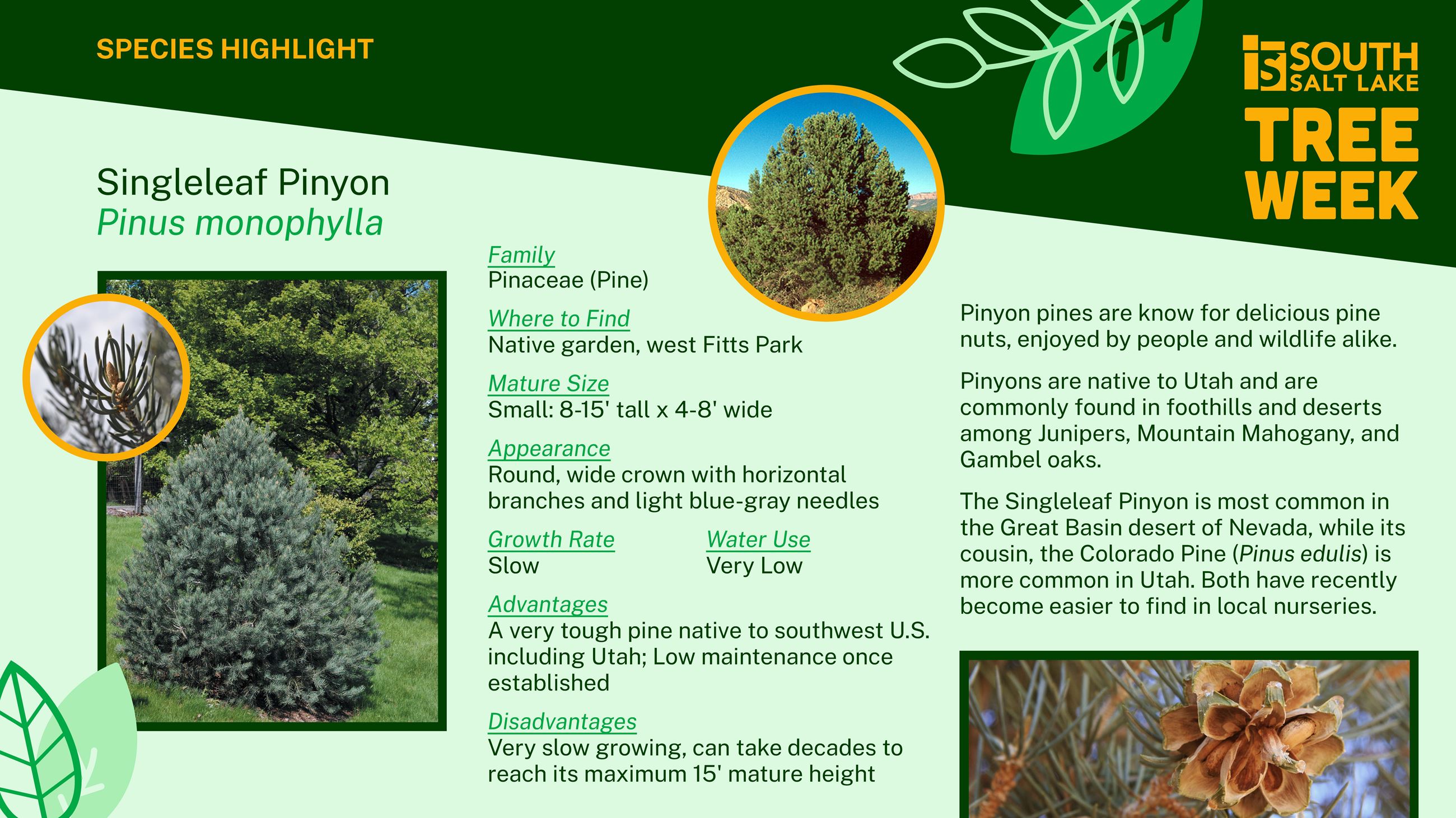 Tree Species-Highlights_Pinyon
