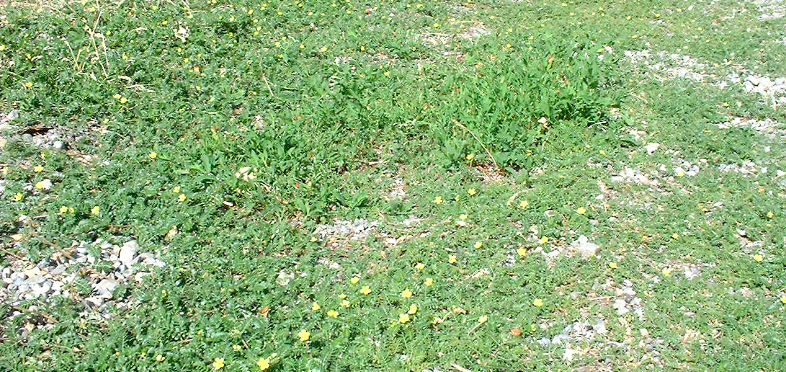 Photo of puncturevine overgrowing in yard