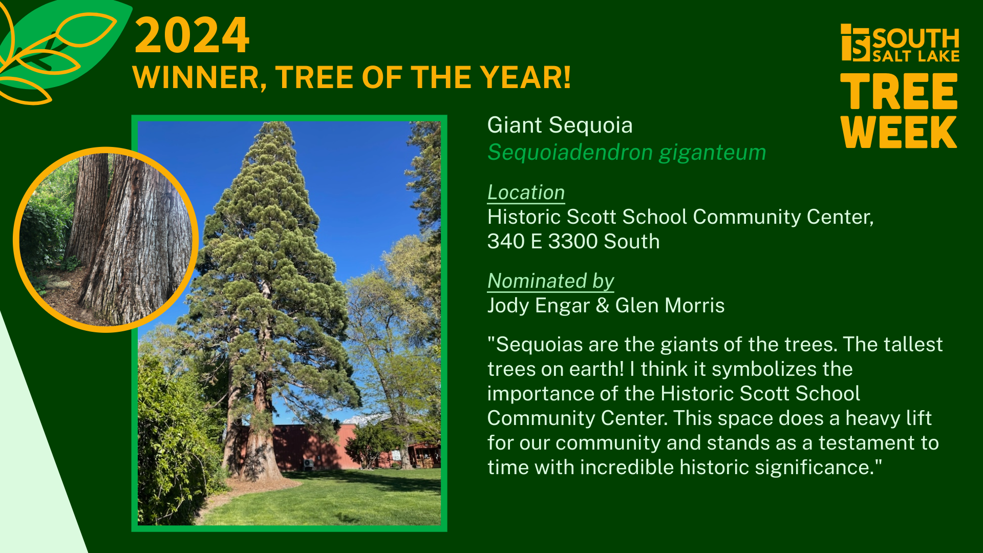 2024 Tree of the Year Winner
