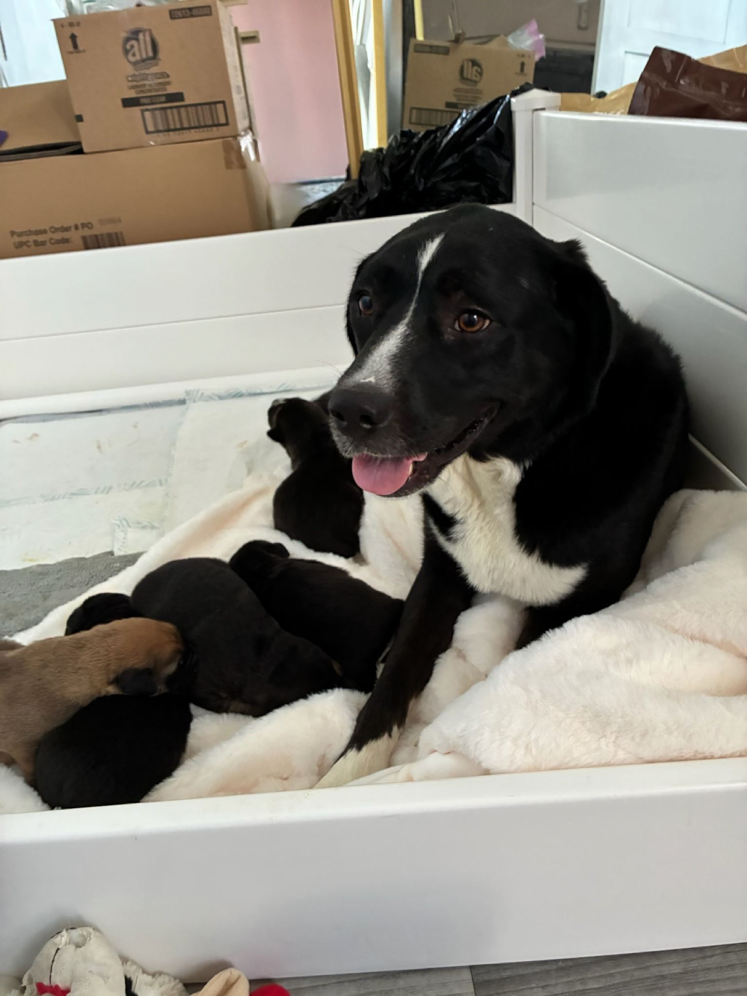 Poly the Dog posing with her new puppies.